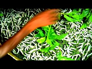 video как это сделано как это сделано шёлк silk sex