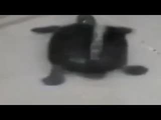 video черепашка моется в душе под алишера моргенштерна sex