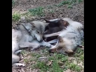 video папа волк рядом с семьёй время обеда sex