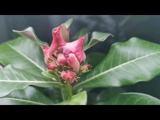 video video vid 20210110 010722 mp4 sex