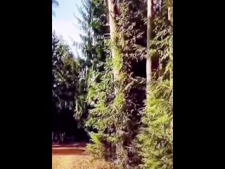video есть ли смысл проверять историю её волосатого пробега sex