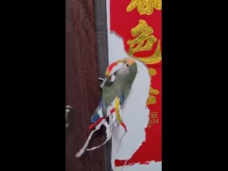 video даже под самым пафосным хвостом павлина всегда скрывается обыкновенная куриная жопа sex