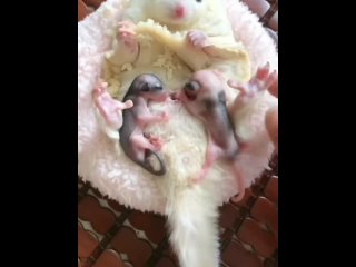 video мамочка кормящая должна хорошо питаться sex