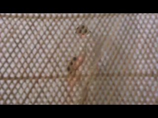 video дьявольские сестры бешенные сестры sexy sisters die teuflischen schwestern 1976 ло dvdrip sex