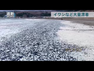 video берега японии превратились в кладбище рыбы выброшенной на берег на побережье хамачо sex