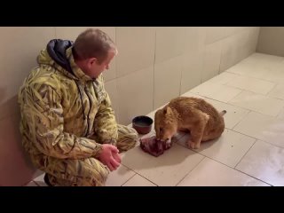 video львёнок инвалид симба спасённый в крыму начал ходить 1 sex