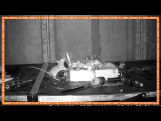 video мышка регулярно приходит ночью наводить порядок в сарае пожилого мужчины sex