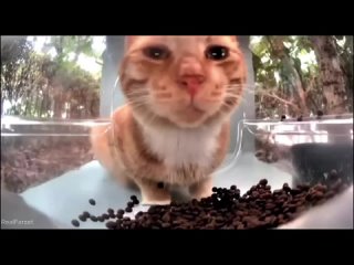 video приложение hello street cat для подкармливания уличных котов sex
