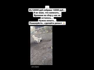 video видео от помощь бездомным молодые irina doghelp sex