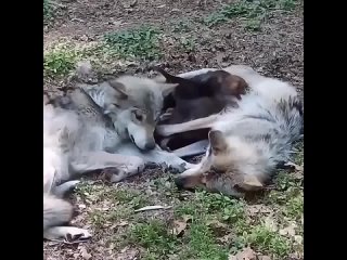 video папа волк вернулся к своей любящей семье sex