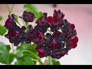 video royal black rose черная роза популярный и эффектный сорт пеларгонии sex