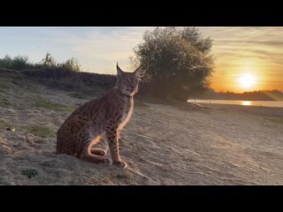 video рысь на пляже прогулка walking with a lynx on the beach sex