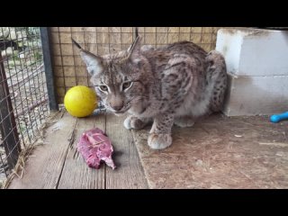 video рысь делает отбивную говядина а ля рысь the lynx is cooking chops beef a la lynx sex