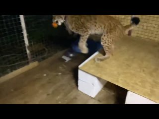 video рысь марс играет с перцем mars the lynx plays with pepper sex