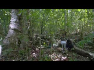video филиппины филиппины азия дикаяприрода путешествия удивительныймир philippines travelingtheworld98 sex