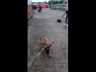 video у нас две новенькие щенявые очаровательные малышки манго рыженькая и дафна ласковые весёлые и озорные sex