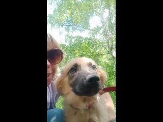 video у нас две новенькие щенявые очаровательные малышки манго рыженькая и дафна ласковые весёлые и озорные sex