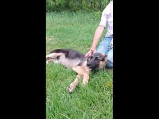 video у нас две новенькие щенявые очаровательные малышки манго рыженькая и дафна ласковые весёлые и озорные sex