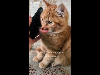 video это я говорю подружке когда после вечеринки она сильно напилась sex
