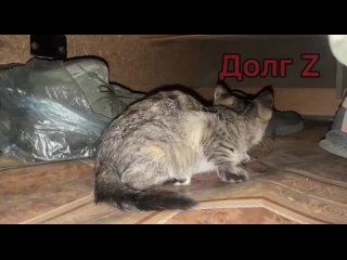 video битва с мышами на фронте один из маленьких эпизодов большого процесса sex