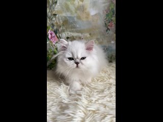 video видео от персидские шиншиллы поинты питомник grand amor sex