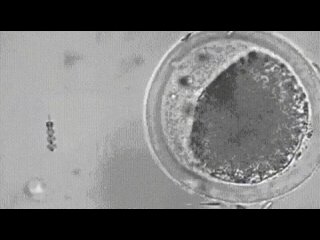 video наноробот захватывает сперму за хвост и оплодотворяет ею яйцеклетку разработанную немецким институтом sex
