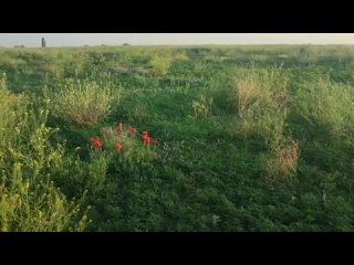 video в первомайске подписчик обнаружил целое поле амброзии sex