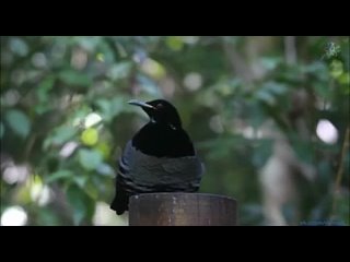video щитоносная райская птица брачный танец mp4 sex