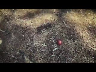 video ведьма сири и робби эхо witch siri порно хентай секс трахает русское инцест мамка домашнее фулл сэр sex
