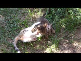 video приехал племянник училки опять в лагере перемены 1080p hd sex