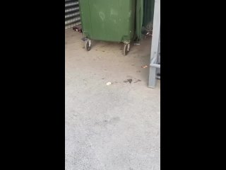 video малышка лису заметили в микрорайоне чистая слободахищница облюбовала местные мусорки в поисках пищи mp4 sex