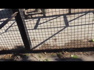 video елена желябова дженни общаться с ней одно удовольствие jenny the elephant sex