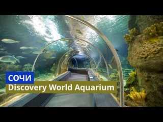 video сочи самый большой океанариум в россии sochi discovery world aquarium отправляемся в новое путешествие sex