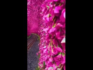 video цветение сакуры в ючи на тайване сакура цветет чуть раньше чем в японии sex