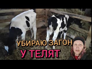 video уборка у телят в загоне встречаем маму из больнице sex