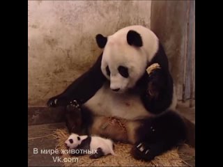 video вот так чихнул у мамки бутерброд чуть не упал от неожиданности такой маленький а такой чих большой sex