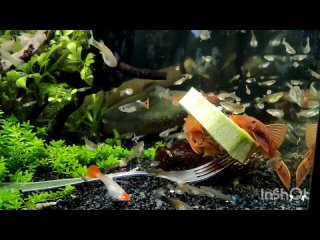 video кормление красных супер ред анциструсов кабачком в аквариуме с самками и мальками гуппи sex