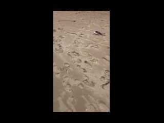 video вот такую картину на днях сняли жители краснодарского края где сейчас на черноморском побережье массово гибнут sex