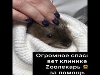 video школьницы из нижневартовска помогли детенышу ондатры попавшему в ловушку sex