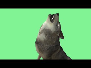 video волк видео green screen футаж хромакей анимация на зелёном фоне sex
