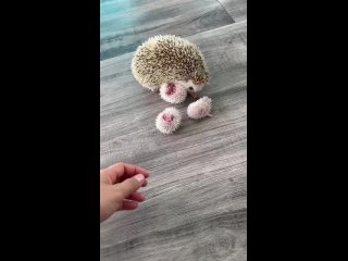 video haha yeah don t touch hedgehoglover momm 651 mp4 sex