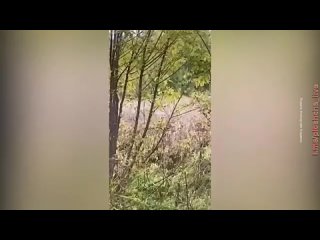 video ночью мама открыла дверь а в двух метрах медведь sex