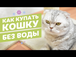 video сухой шампунь для кошек в виде спрея 8in1 perfect coat waterless shampoo sex