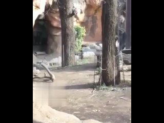 video горилла увидела милого ребёнка а потом принесла своего малыша и показала что любит его sex