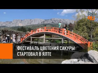 video фестиваль цветения сакуры стартовал в ялте sex