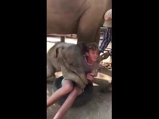 video со слоненком подружиться и поймать перо жар птицы sex