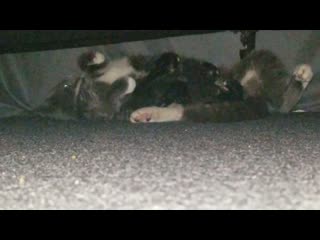 video update baby and her babies we built a little spot for them but she took them under the bed one by one to nurse sex