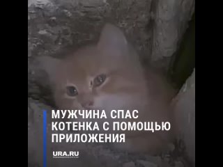 video мужчина спас котенка с помощью приложения sex