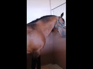 video видео от рай на земле у лошади на спине с sex