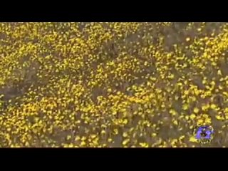 video вознесение верующих и начало судного дня произойдет 21 мая 2011 sex